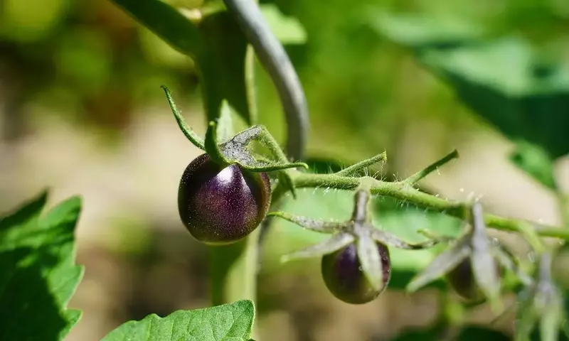 El Tomate 'Indigo Rose': Una Revolución en el Huerto y la Nutrición