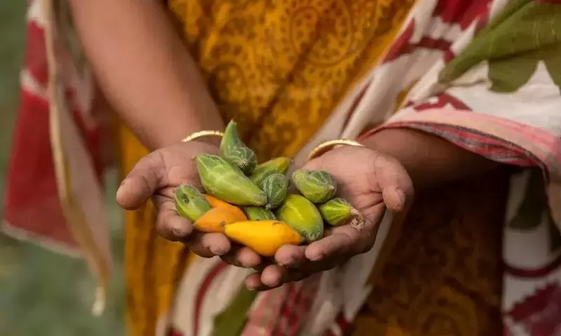 Solidaridad, EWS-KT y East-West Seed Fortalecen Alianza para Agricultores en Asia y África