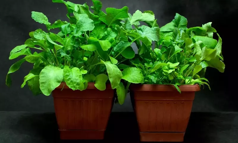 Cultivo de Verduras en Espacios Reducidos y con Poca Luz: Una Guía Completa