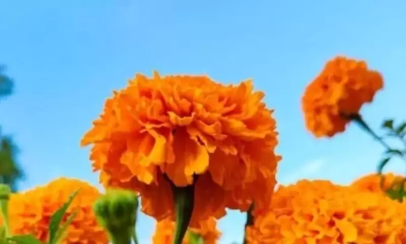 La Flor de Cempasúchil: Símbolo del Día de Muertos y Usos Más Allá del Altar