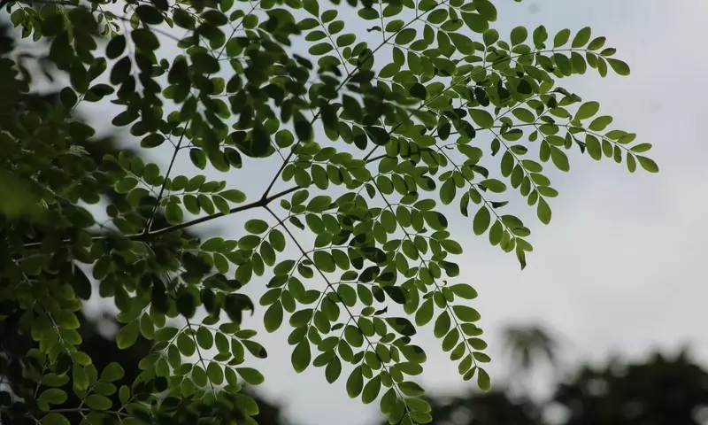 Guía Definitiva para el Cultivo y Cuidado del Árbol de Moringa en tu Hogar
