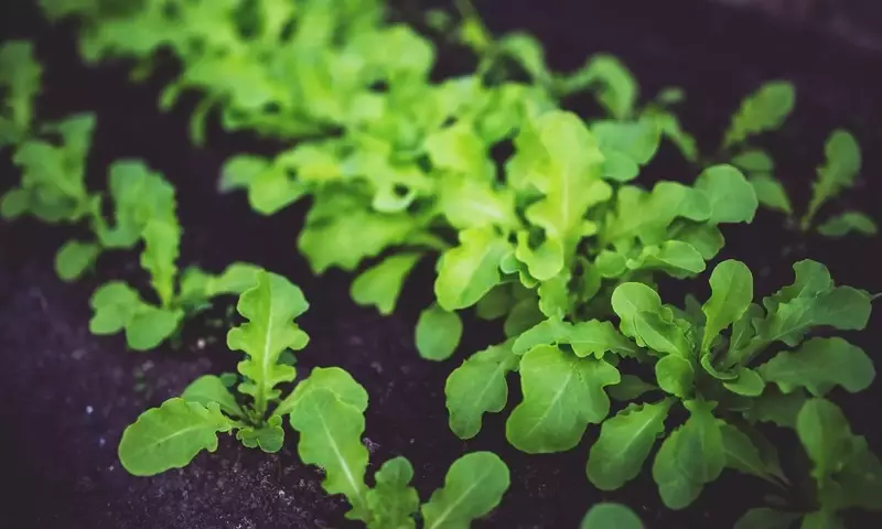 Cultivos de Otoño para una Cosecha Pre-Invernal Exitosa
