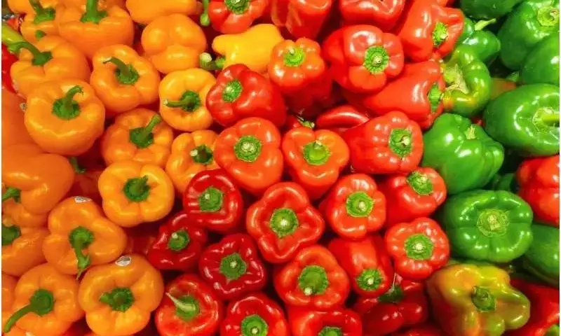 El Enigma del Pimiento: Cómo el Color Revela su Dulzura y Valor Comercial