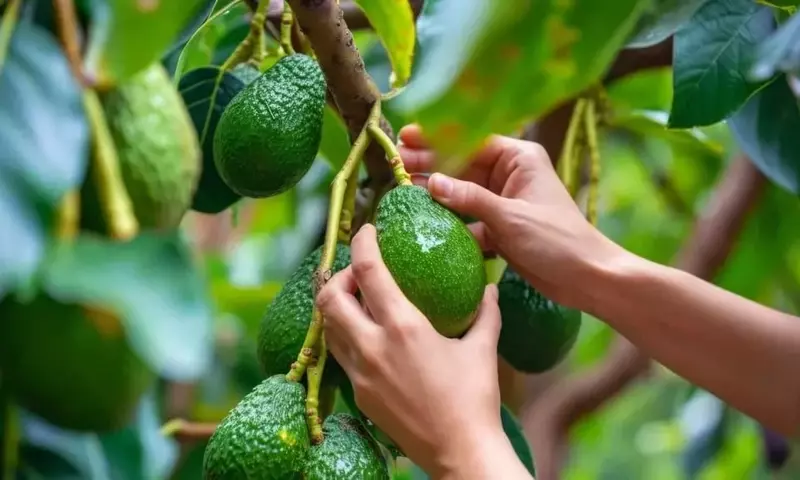 Territorio Aguacate 2026: Impulso a la Industria del Aguacate Hass