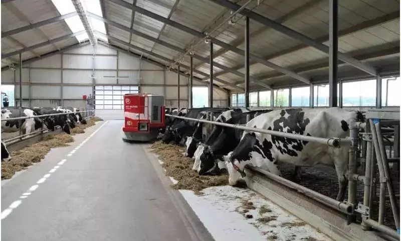 Innovación Ganadera: Microorganismos Reducen Emisiones del Estiércol Bovino