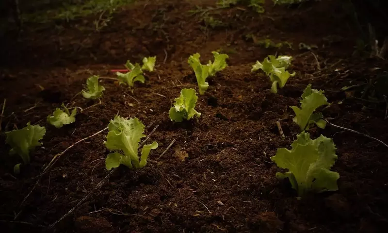 Optimización del Huerto: Qué Sembrar Post-Cosecha de Tomates