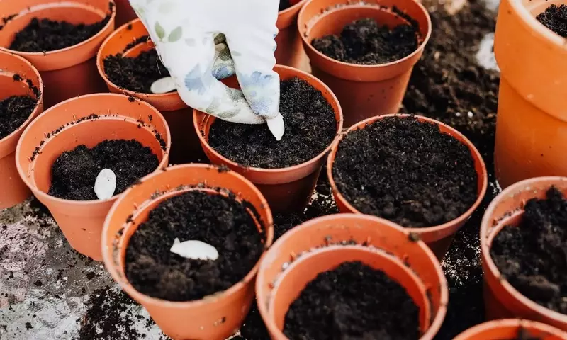 Dominando la Siembra: La Clave para un Huerto Exitoso