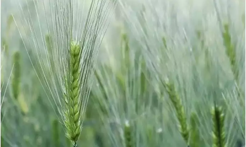 Hongos Resistentes a Fungicidas: Amenaza Oculta en Semillas de Cebada