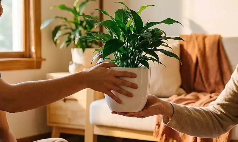 Guía Definitiva para el Cuidado Sencillo de Plantas de Interior