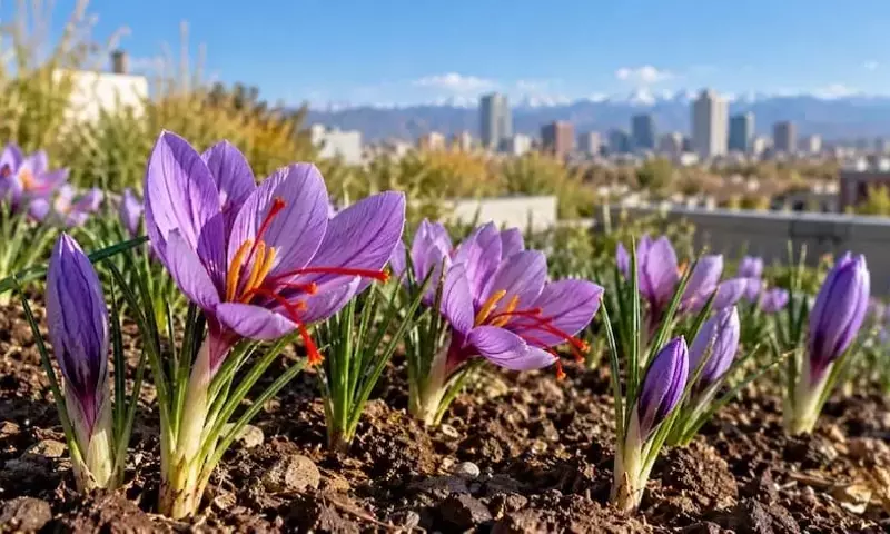 El Azafrán: Una Alternativa Agrícola Prometedora para Combatir la Sequía en Colorado