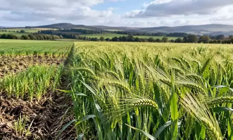 Innovaciones en el Cultivo de Cebada: Un Análisis de la Interacción entre Labranza y Fungicidas
