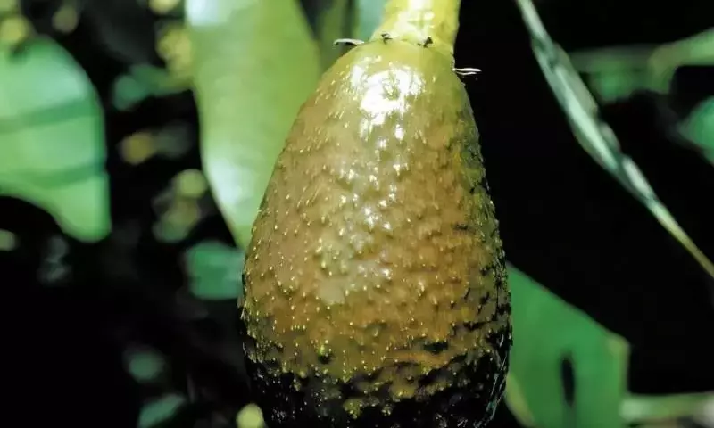 Descubrimiento Científico Revela Claves de la Caída Prematura de Aguacates