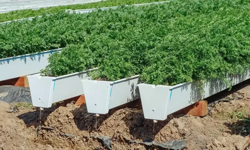 Guía Definitiva para el Cultivo de Zanahorias y Rábanos en Contenedores Urbanos