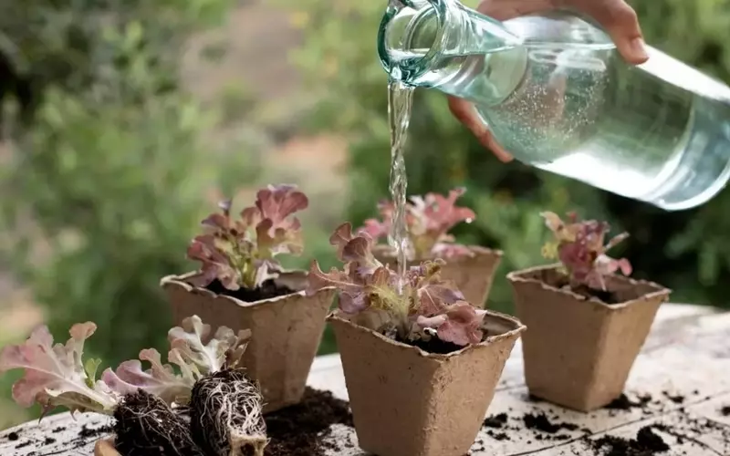 Transforma Desechos en Vida: Guía Completa para Fertilizantes Líquidos Orgánicos Caseros