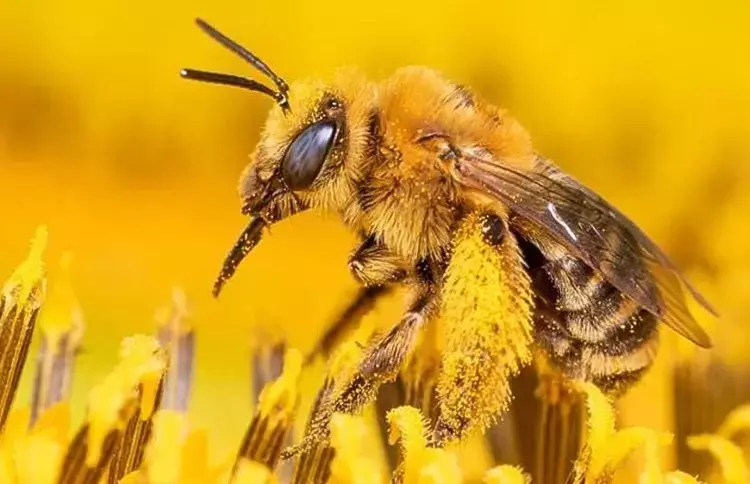 Más Allá de la Jalea Real: El Rol Crucial de la Arquitectura de la Celda en la Formación de la Abeja Reina