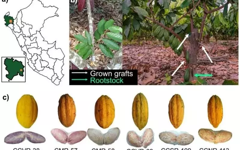 Cacao Blanco de Piura: Desafiando las Expectativas de Rendimiento con Manejo Agronómico Avanzado