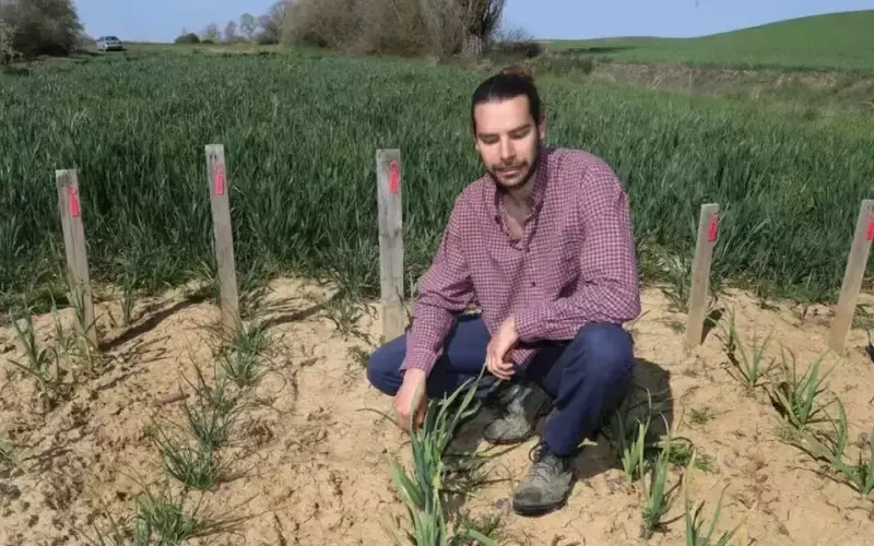 La Batalla por Preservar la Biodiversidad Agrícola Española: Esfuerzos Combinados de Ciencia y Tradición