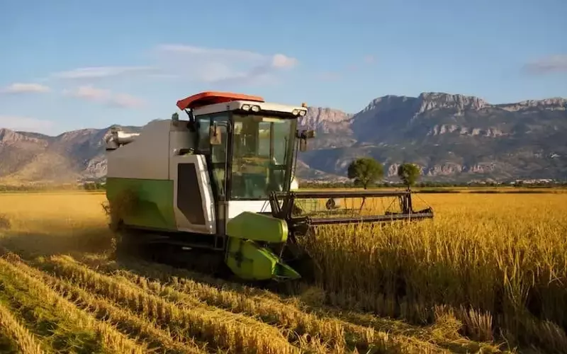 El arroz de Pego (Alicante) afronta una campaña crítica por la escasez de fitosanitarios