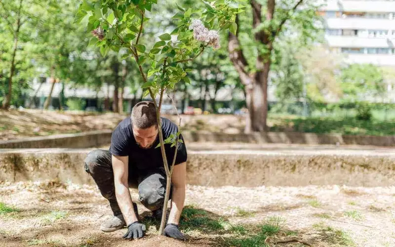 Guía Definitiva para la Selección de Árboles en tu Jardín