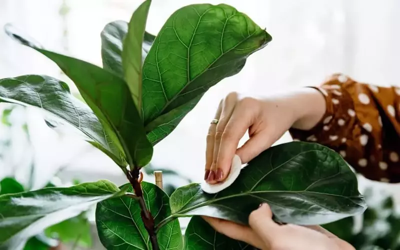 Mantén tus plantas de interior saludables y relucientes: La guía definitiva para la limpieza de hojas