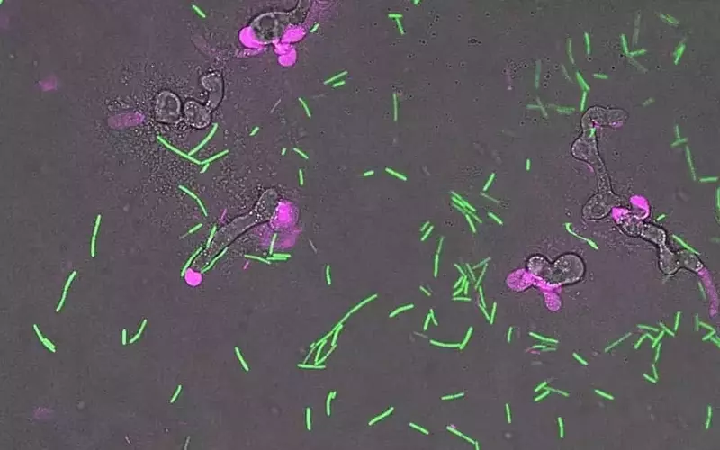 Bacterias beneficiosas combaten eficazmente las enfermedades del champiñón sin dañar el cultivo