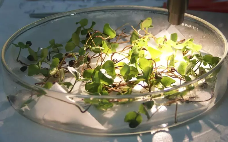 El Banco de Germoplasma de Córdoba: Un Santuario Vital para la Biodiversidad Vegetal Andaluza