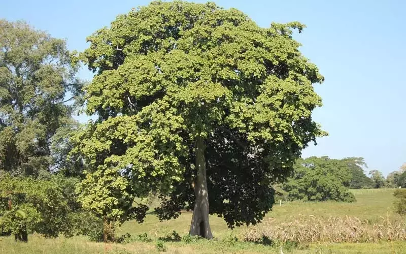 Estudio Detallado del Árbol Camajón (Sterculia apetala): Morfología, Ecología y Usos
