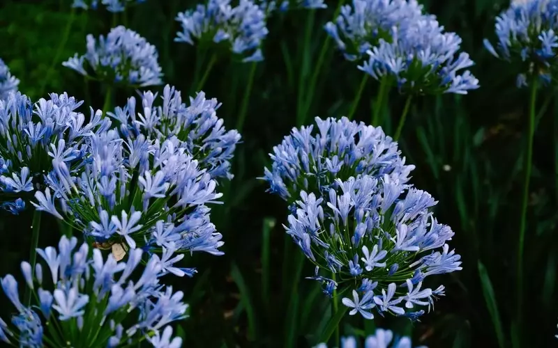 Embellezca su Jardín con la Magia de las Flores Azules: Frescura y Serenidad Todo el Año