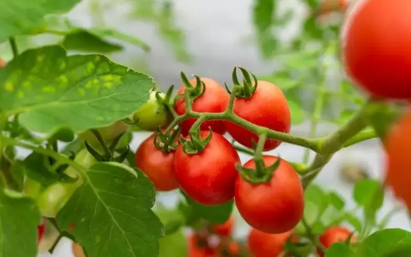 Innovación Agrícola: Rescate de Variedades de Tomate en La Rioja