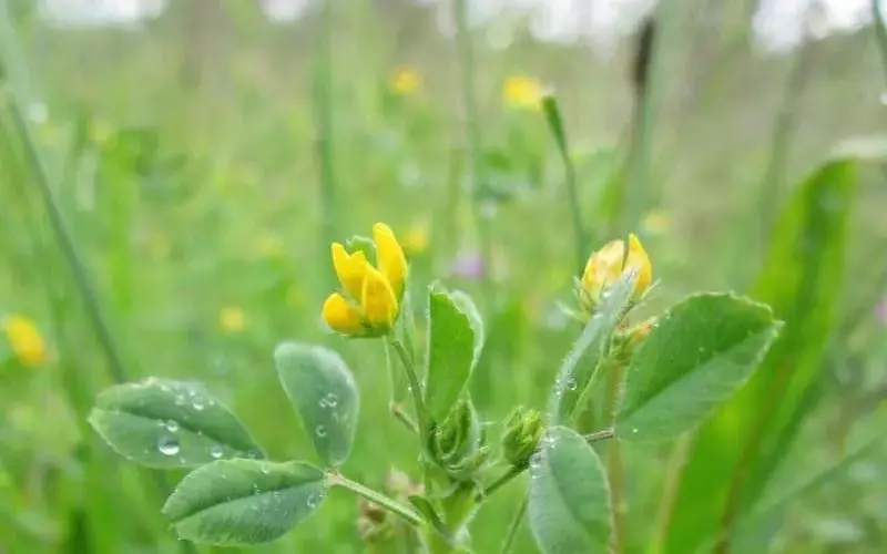 Descubriendo los Secretos de las Legumbres: Potenciando la Fertilidad del Suelo con Nitrógeno Biológico