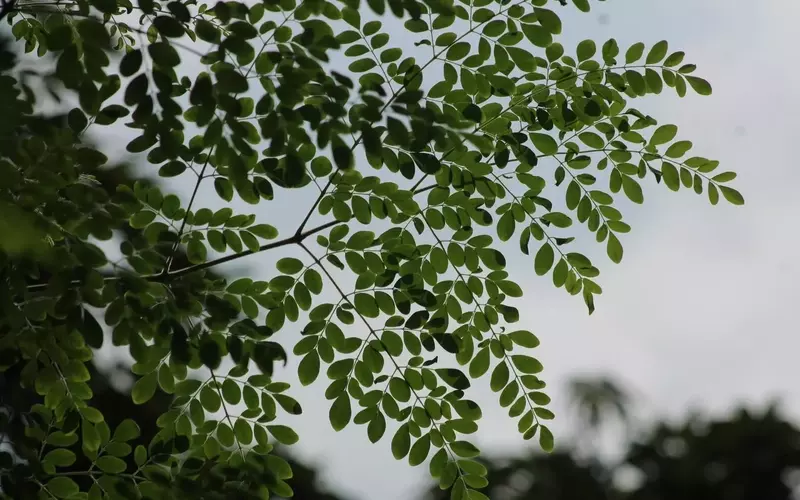 Guía Definitiva para el Cultivo y Cuidado del Árbol de Moringa en tu Hogar