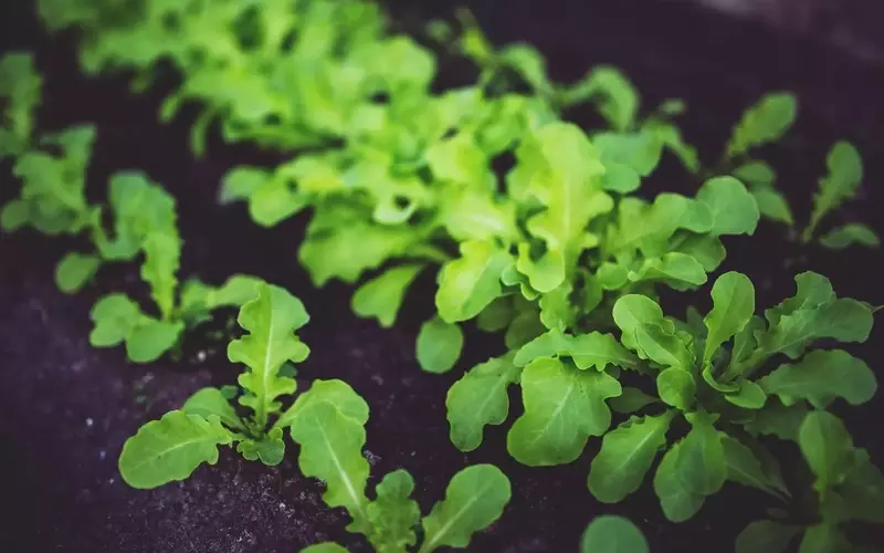 Cultivos de Otoño para una Cosecha Pre-Invernal Exitosa