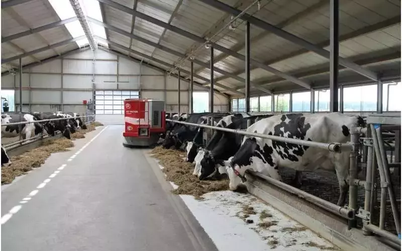 Innovación Ganadera: Microorganismos Reducen Emisiones del Estiércol Bovino