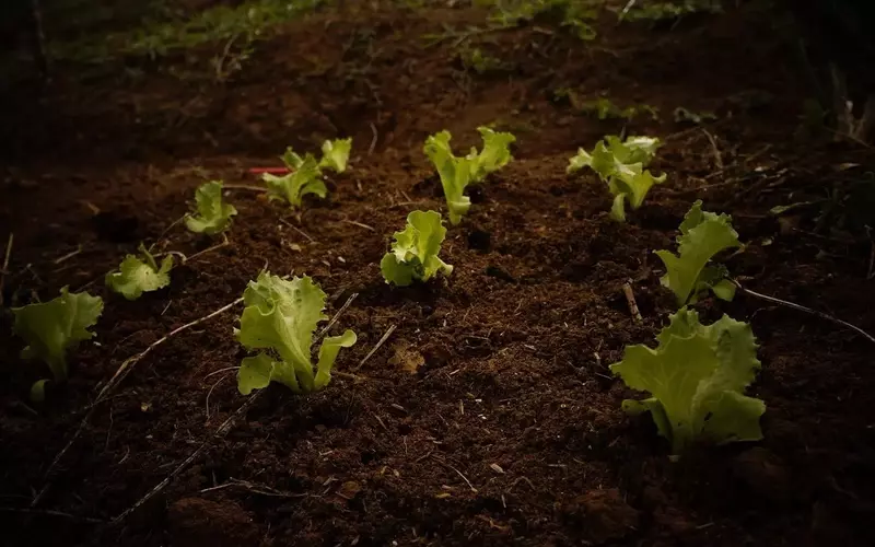 Optimización del Huerto: Qué Sembrar Post-Cosecha de Tomates